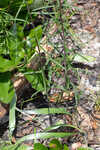 Florida false sunflower